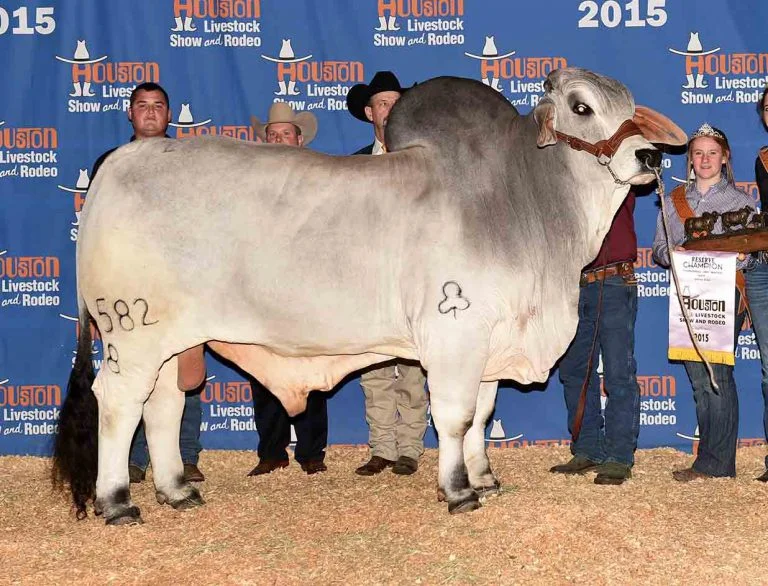 2015 Houston International Reserve Grand & Reserve Senior Champion JDH MORGAN DE MANSO 582/8