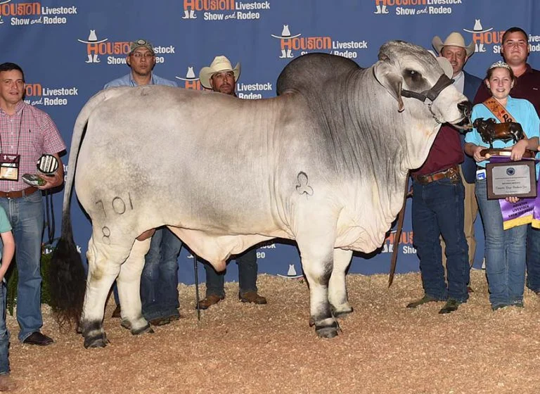 2016 Houston International Grand & Senior Champion JDH LAYTON DE MANSO 701/8