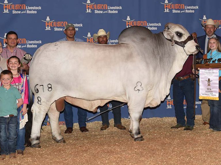 2016 Houston International Reserve Grand & Reserve Senior Champion JDH SIR JACOB MANSO 678/8