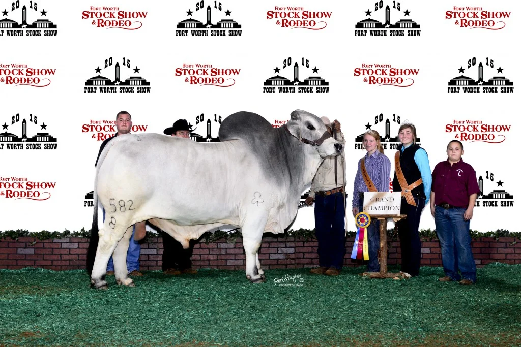 Junior Champion – JDH Shipley Manso 653/8 Sire: JDH Mariano Manso 747/7