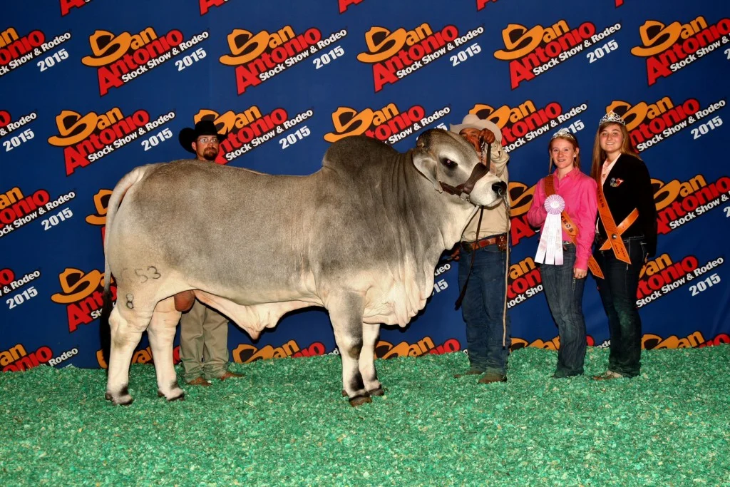 Reserve Junior Champion – JDH Shipley Manso 653/8 Sire: JDH Mariano Manso 747/7