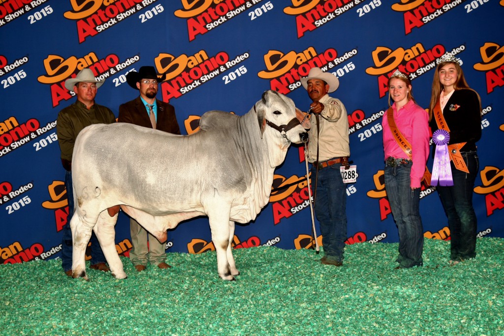 2015 Calf Champion JDH Caesar De Manso 69/2