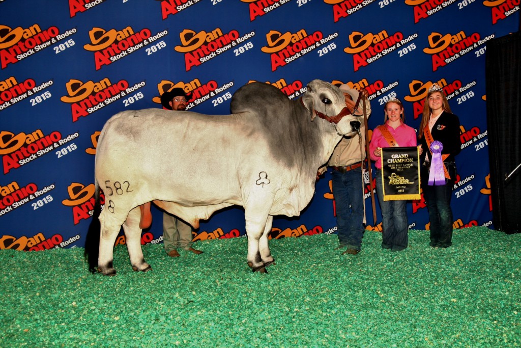 2015 Grand Champion Bull JDH Morgan De Manso 582/8