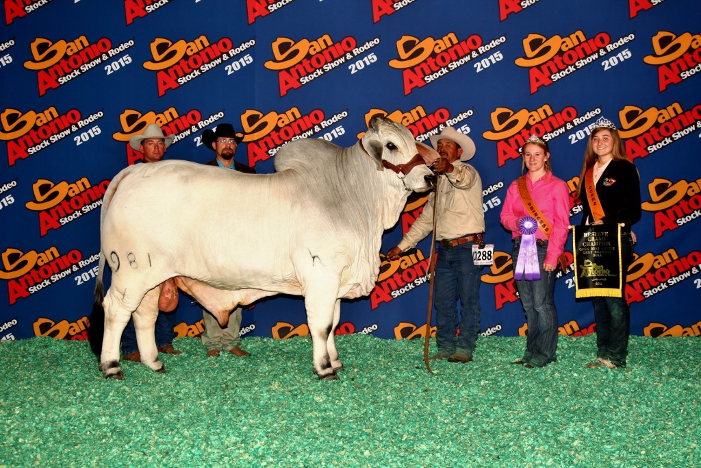 2015 Reserve Grand Champion JDH Mr Diablo Manso 981/1