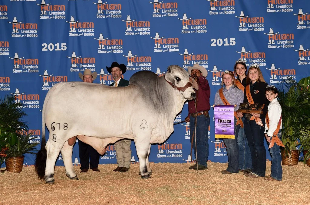 2015 Intermediate Champion Bull JDH Sir Jacob Manso 678/8