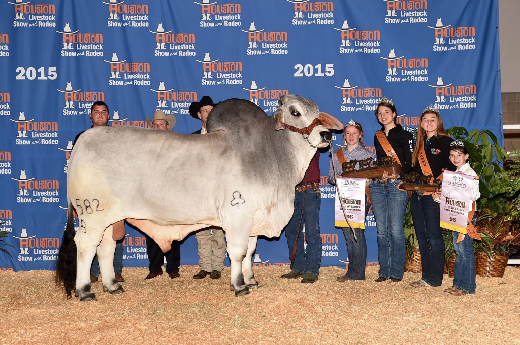 Reserve Grand Champion Bull and Reserve Senior Champion Bull JDH Morgan De Manso 582/8 Sired by JDH Woodson De Manso 206/7