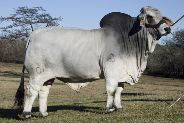 Grand Champion Bull JDH LAYTON DE MANSO 701/8 Sired by JDH Sir Liberty Manso 847/5