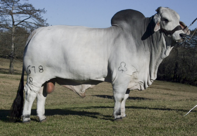 2016 Reserve Grand Champion Bull JDH SIR JACOB 678/8