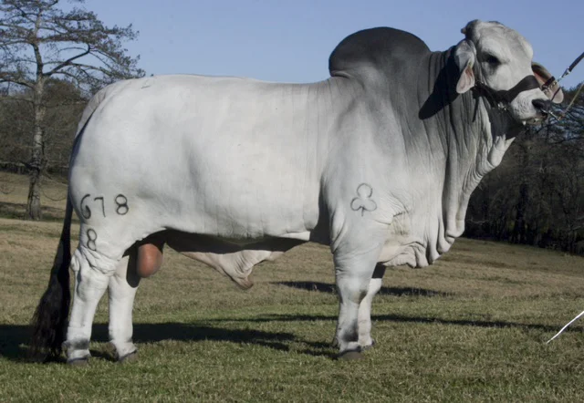 Reserve Grand Champion Bull JDH SIR JACOB 678/8 Sired by JDH Woodson De Manso 206/7
