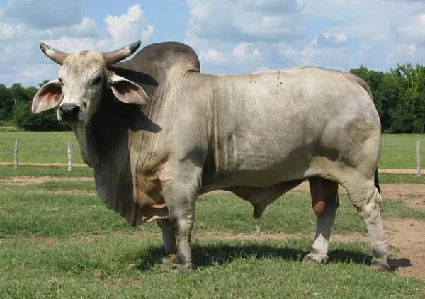 JDH Sir Dixon Manso 138:1.jpg