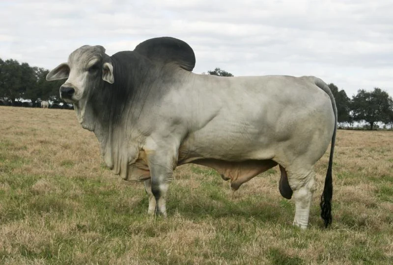 JDH Gene Manso 177:8.jpg