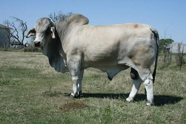 JDH Leonard Manso 182:8.jpg