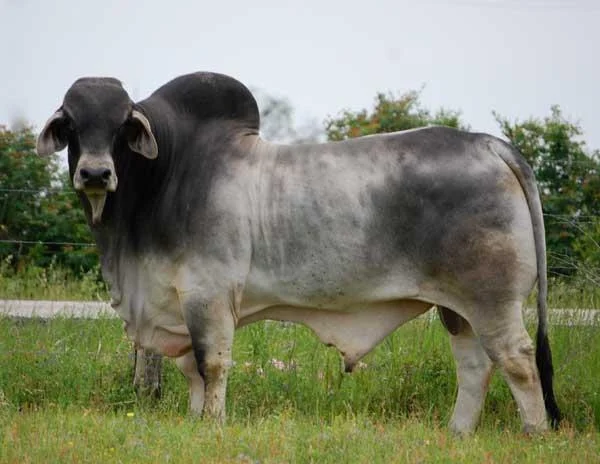 JDH SIR VANICEK MANSO 340:4.jpg