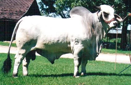 JDH LE GRAND MANSO 350:6.jpg