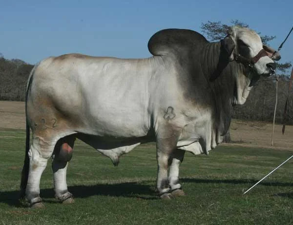 JDH BERKMAN MANSO 422:7.jpg