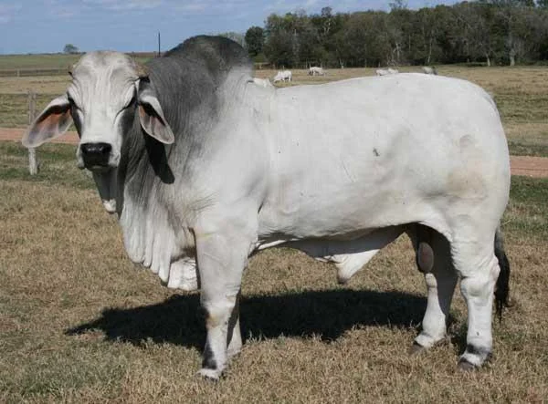 JDH BELLO MANSO 488:1.jpg