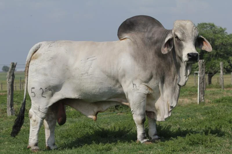 JDH WELLINGTON MANSO 527:1.jpg