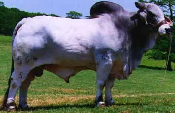 JDH MADISON MAN MANSO 564:5.jpg