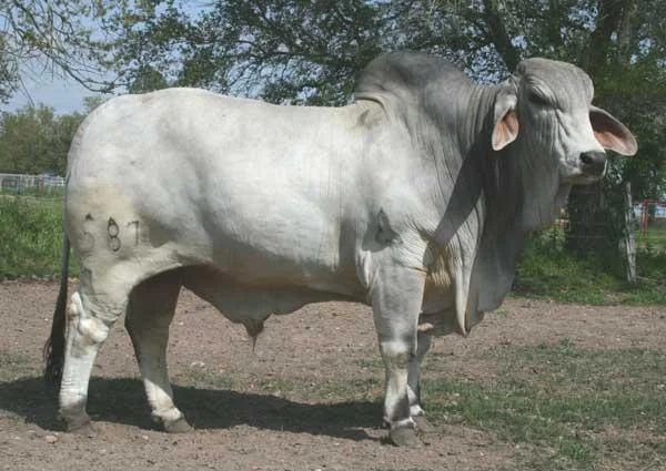 JDH ERNEST MANSO 587:7.jpg