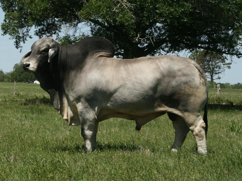JDH DENTON DE MANSO 592:7.jpg