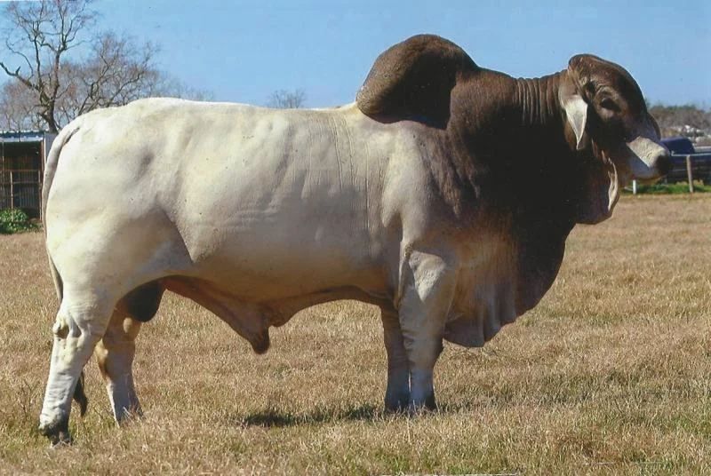 JDH SIR ERMIS MANSO 665:5.jpg