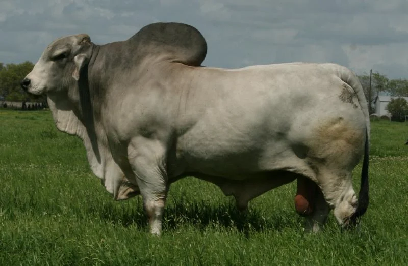 JDH HANSON MANSO 682:7.jpg
