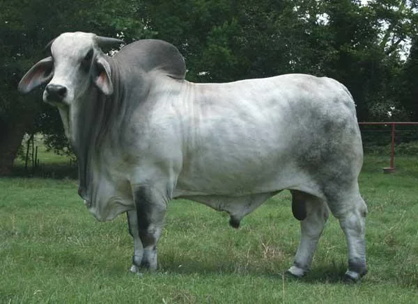JDH DUKE DE MANSO 695:7.jpg