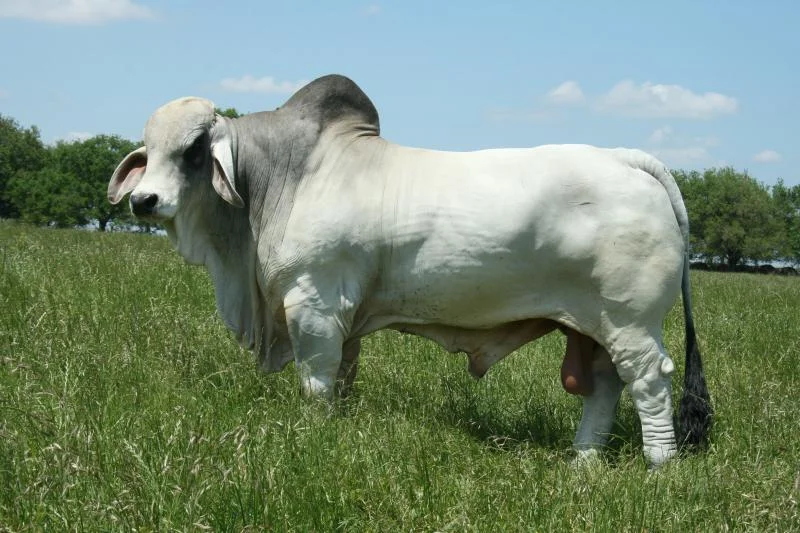 JDH CARSON DE MANSO 834:7.jpg