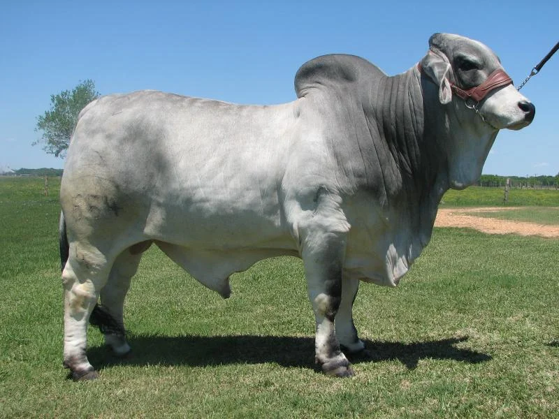JDH MR. MANSO 854:4.jpg