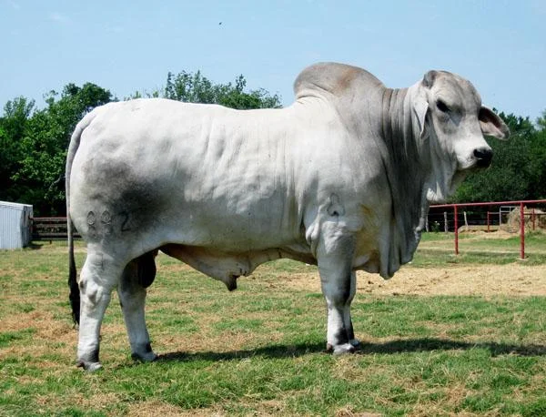 JDH Rodrigo Manso 882:7.jpg