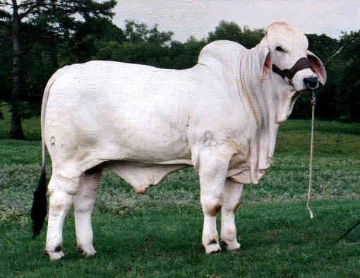 JDH JAXON DE MANSO 889:6.jpg