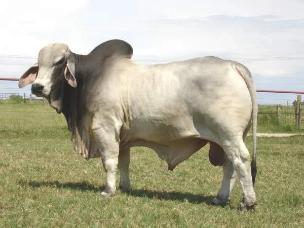 JDH RIGAUD MANSO 952:6.jpg