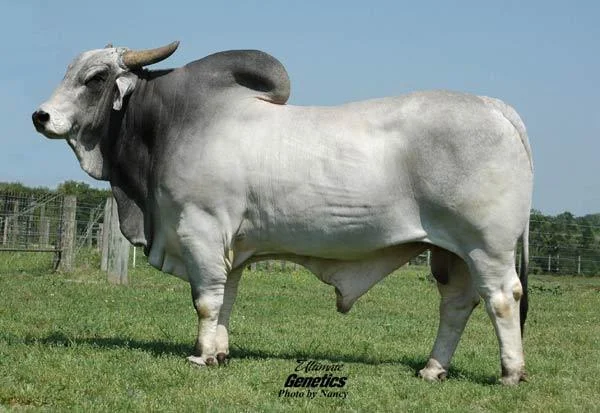 JDH MR. MANSO 956:2.jpg