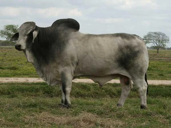 JDH SYDNEY DE MANSO 989:6.jpg