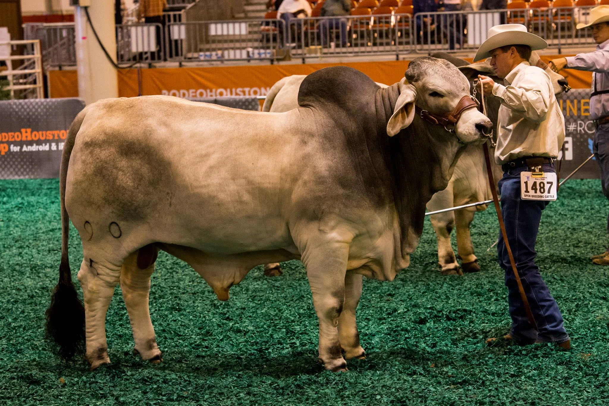 2017 ABBA International Show Reserve Intermediate Champion Gray Bull - JDH MR CASH MANSO 90/5 ET (B 942331), Sire: +JDH MR ELMO MANSO (B 850913), Dam: LADY H KERRI MANSO 208/1 (C 899003), Owned by J.D. HUDGINS-LOCKE DIV.
