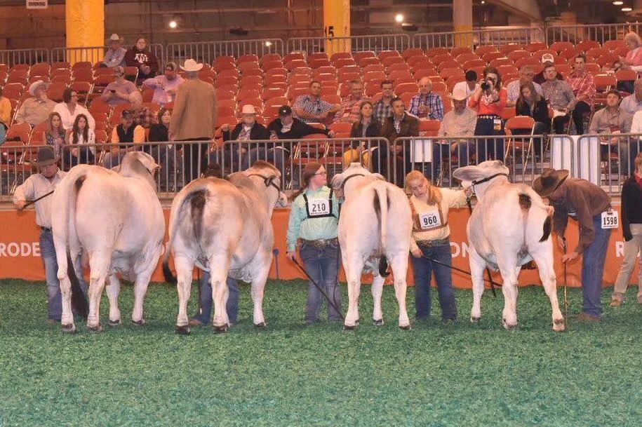 Houston Livestock Show: Class 55 - Gray Get of Sire Champion - J.D. Hudgins, Inc. - Forgason Cattle Co., JDH MR MANSO 638 (ABBA# 889672)