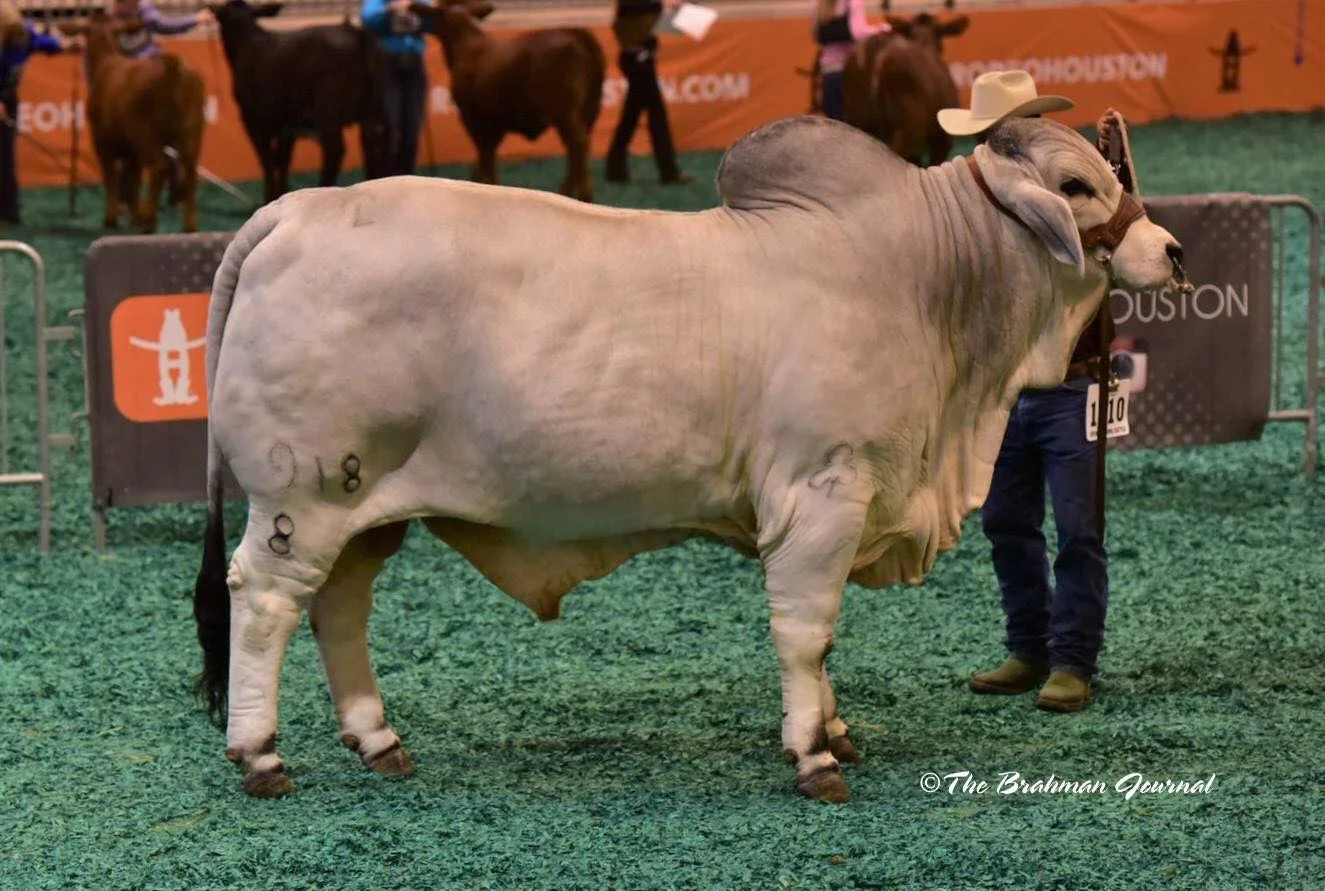 Houston Livestock Show: Class 41 Winner - Late Junior Yearling Bulls - JDH SIR INGRAM MANSO 918/8 (B 938964), Sire: JDH CLANTON DE MANSO (B 902044), Dam: JDH MISS IDGEE MANSO (C 905969), Owned by J.D. HUDGINS-HUDGINS DIVISION