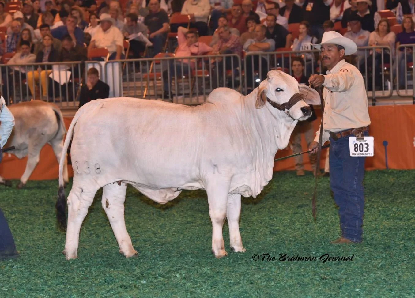 Houston Livestock Show: Class 3 - Gray Spring Heifer Calves - JDH LADY PINK MANSO 238/2 (C 949366), Sire: JDH MR MOSLEY MANSO (B 846561), Dam: JDH MS ELLIOTT MANSO 648/1 (C 873064), Owned by J.D. Hudgins, Inc - LESLIE W. HUDGINS