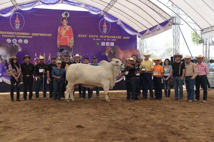 Grey Grand Bull copy.jpg