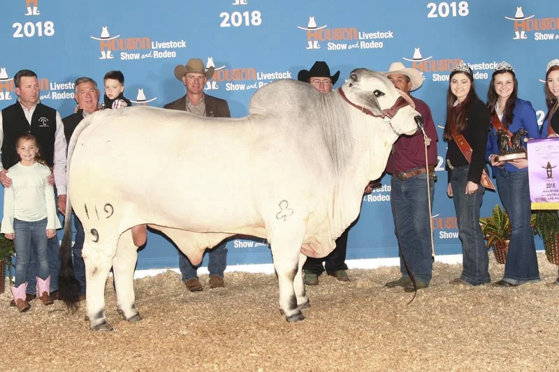 2018 ABBA International Show Junior Champion Gray Bull JDH MR CALGARY MANSO 119/9