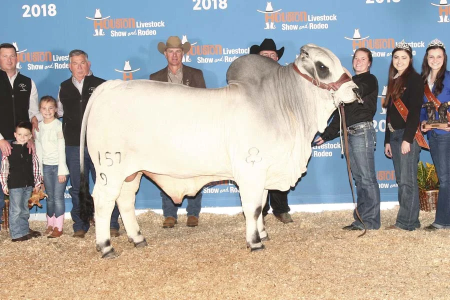 2018 ABBA International Show Intermediate Champion Gray Bull - JDH MR CUYLER MANSO 157/9