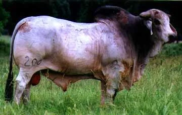 JDH+Bullit+Manso+200_5.jpg