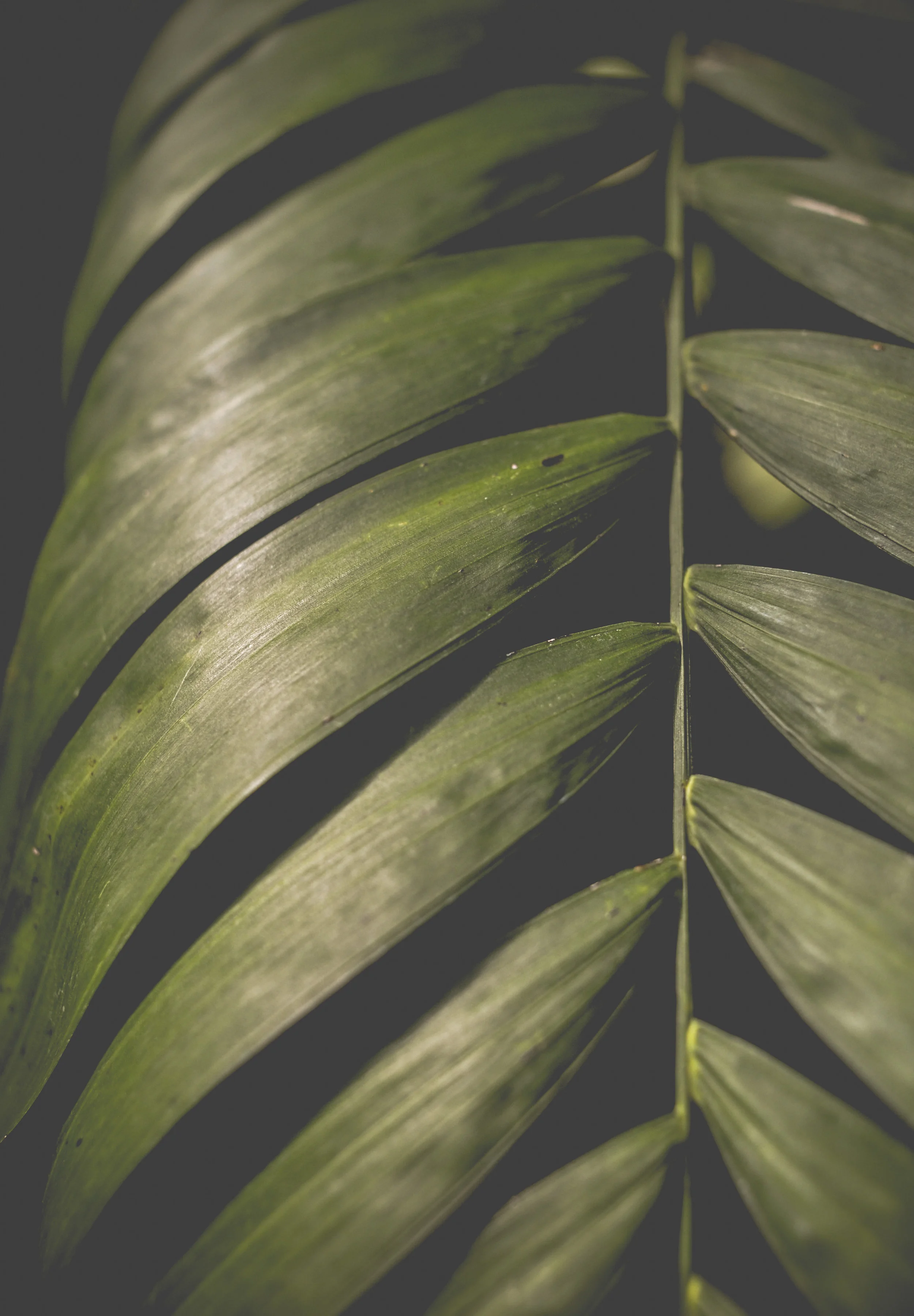 Botanical.JPG
