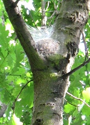 Oak Moth infestation is deadly to oaks.  Contact TLC for remedy!