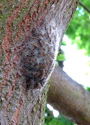 Oak moths can kill an oak in under two weeks - Contact TLC today!
