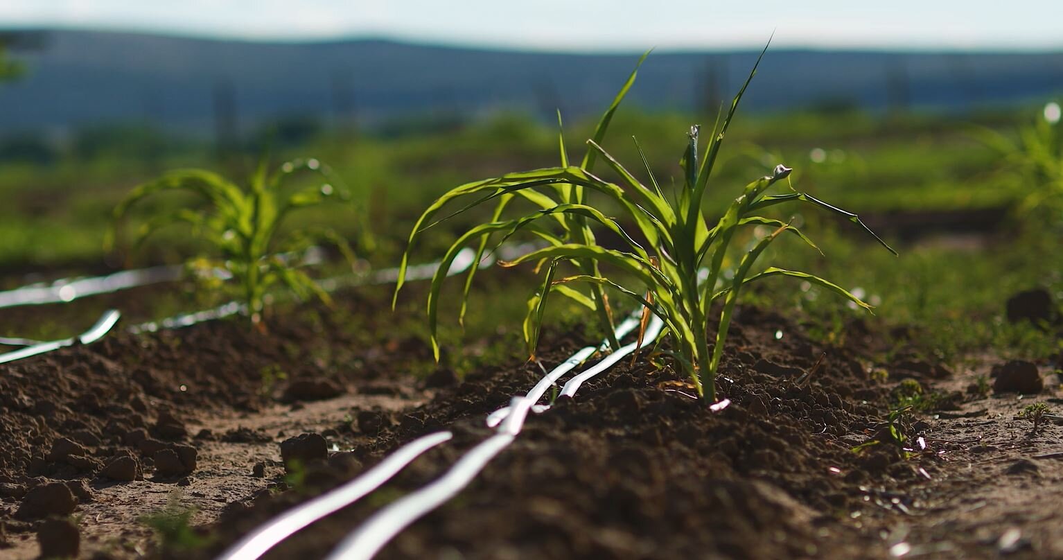Kateri Jojola &amp; Daryl Lucero - Dragonfly Farms