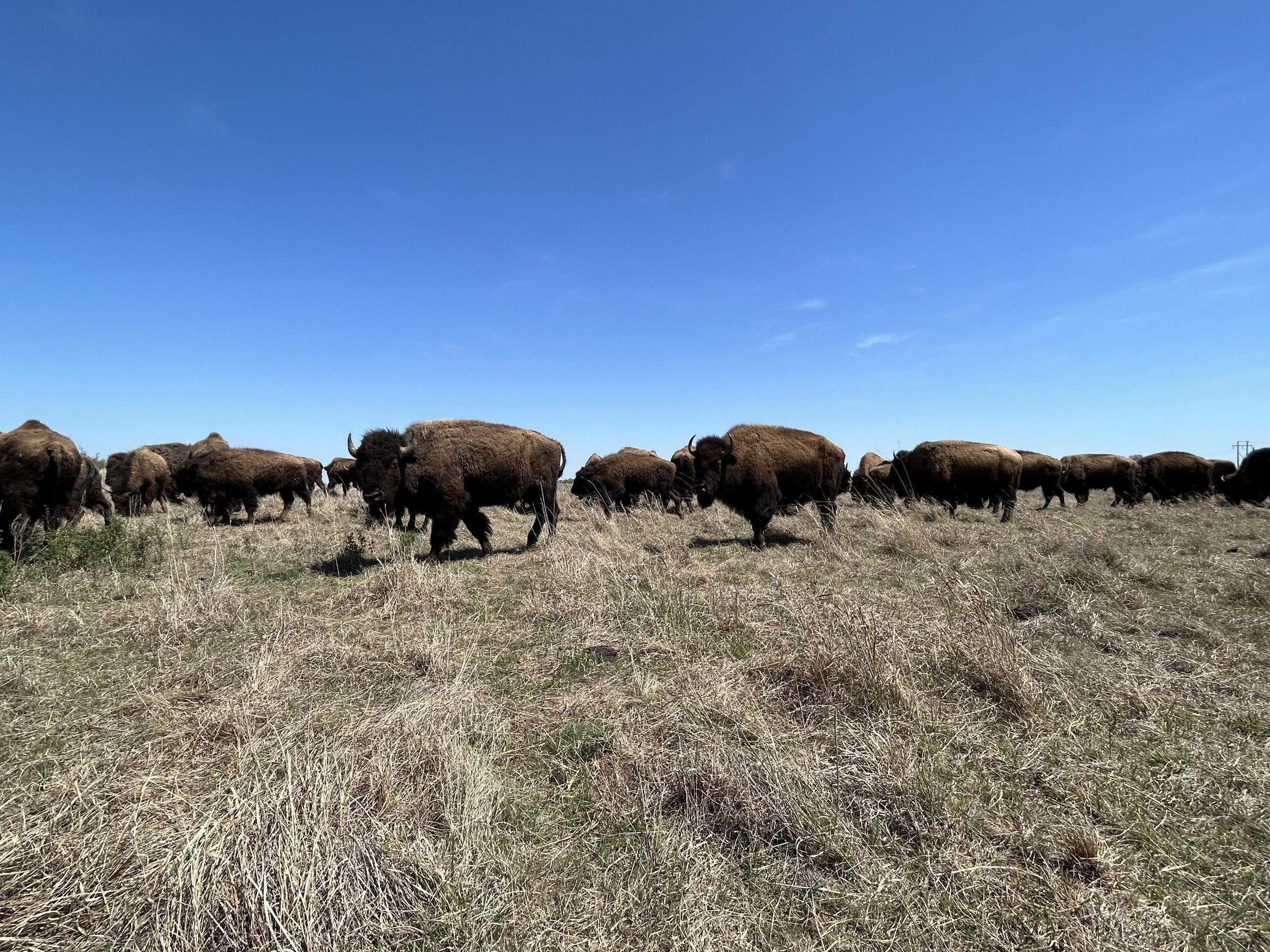 bison 3.jpg