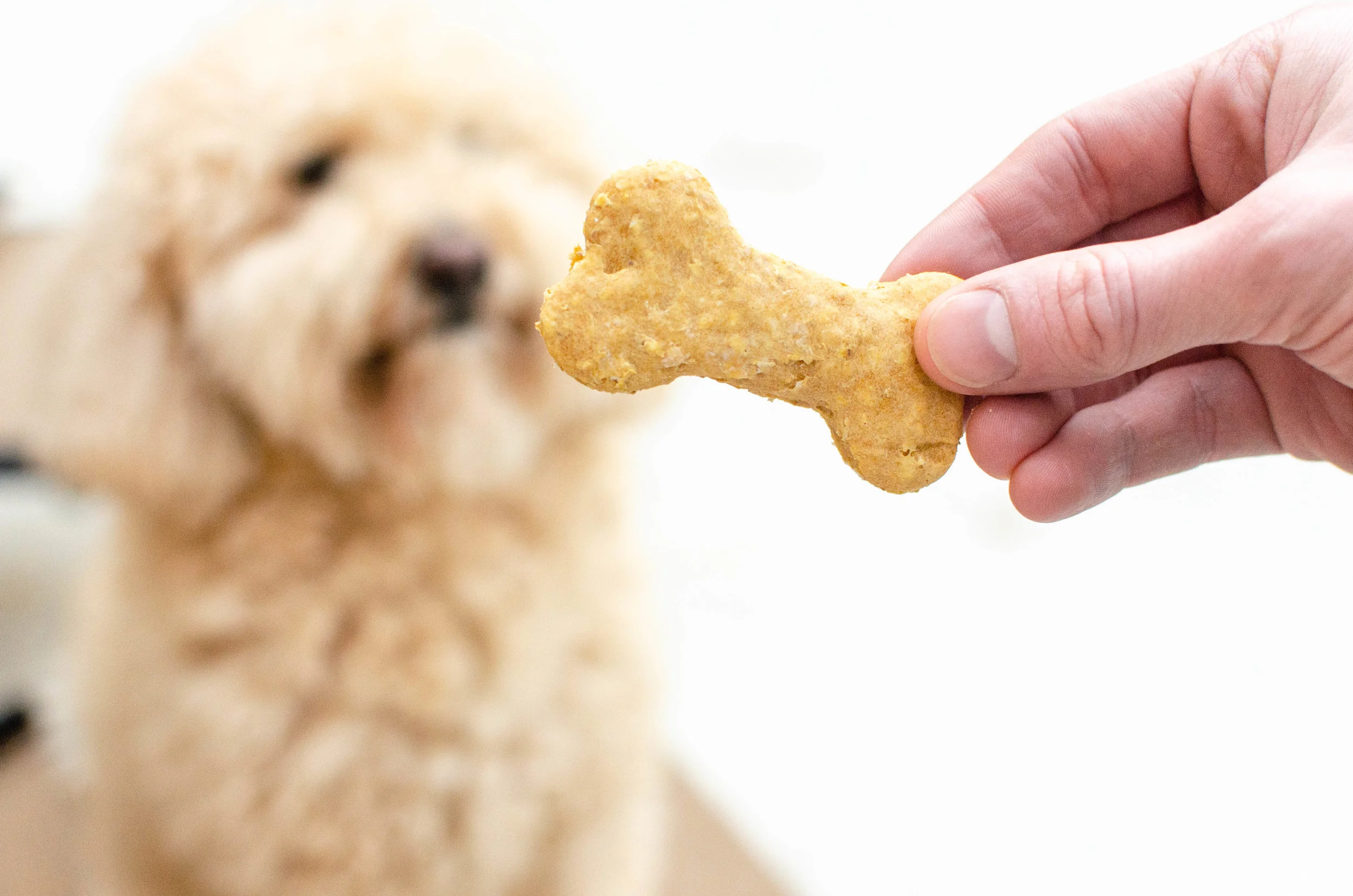 Homemade 3 Ingredient Dog Treats