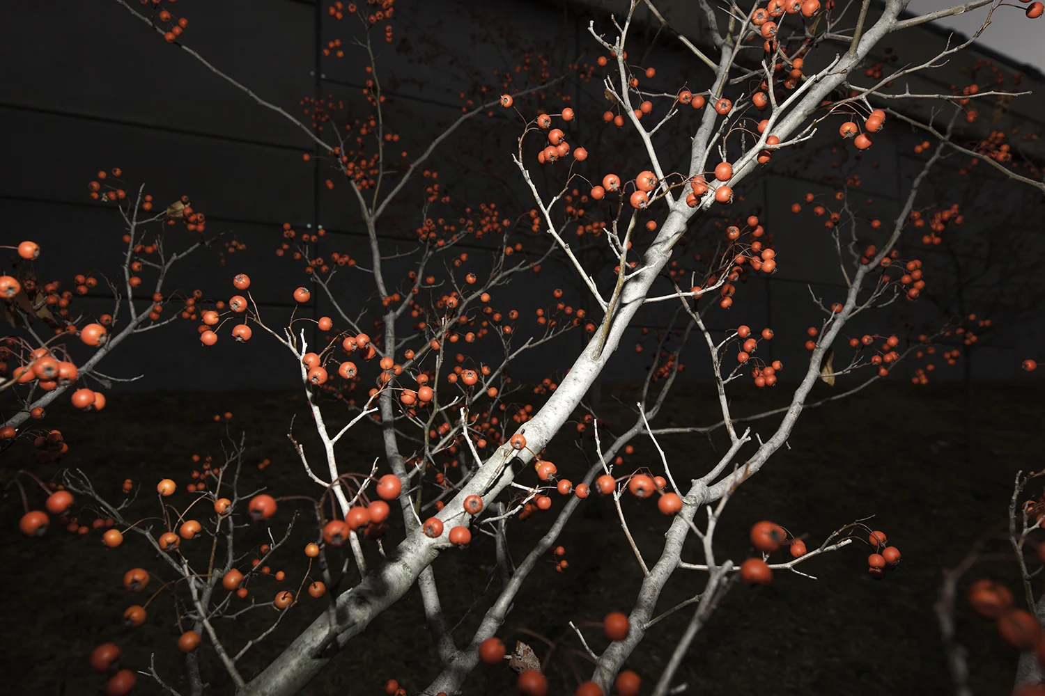 fruit tree .jpg