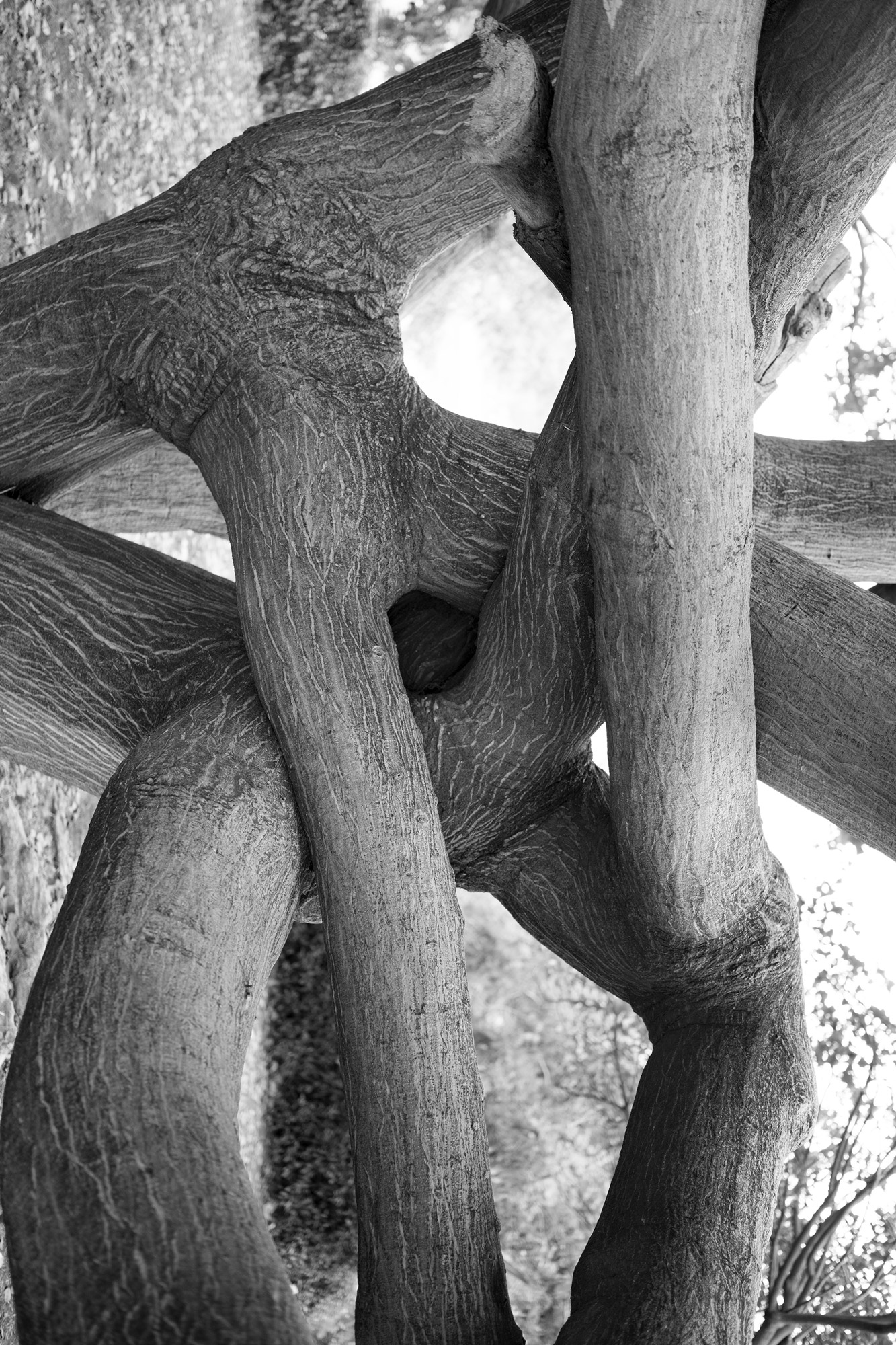 Tangled-tree-web.jpg